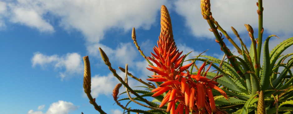 Wetter Madeira